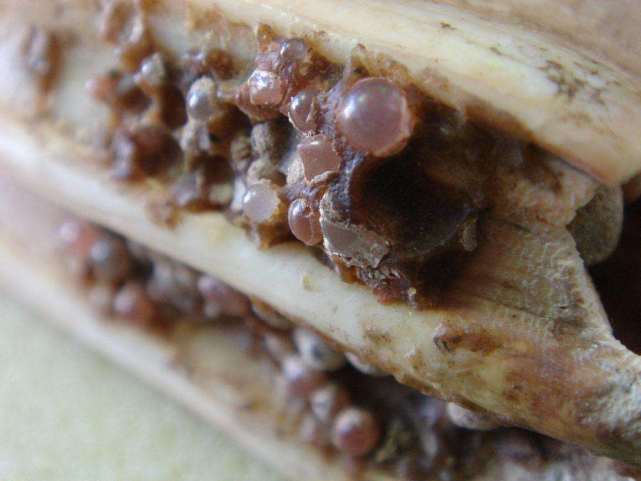 舍利子是什么它真实存在么,舍利子到底是什么东西