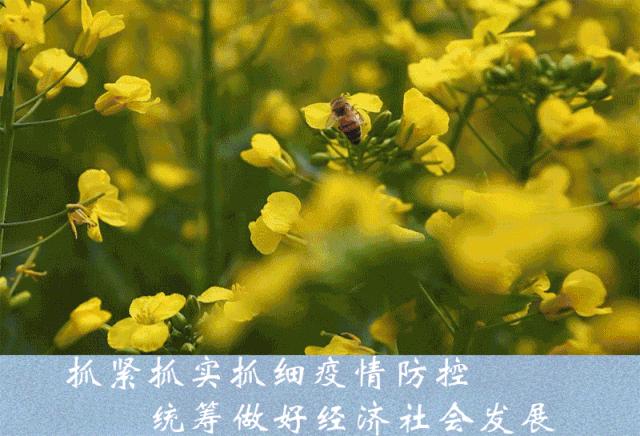 井研特产爱媛耙耙柑,四川乐山井研集益耙耙柑