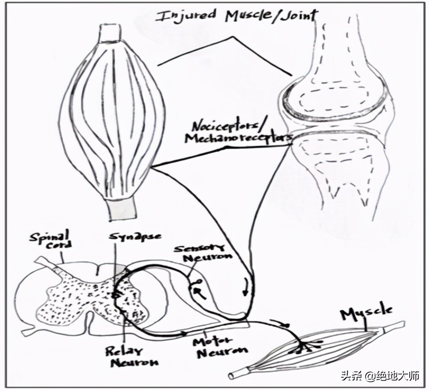 手神经外伤康复视频,治疗手神经损伤的药