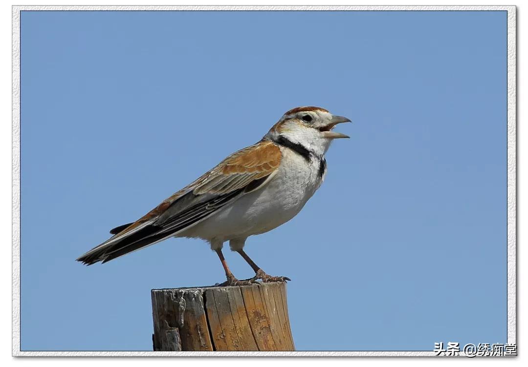 浅谈养鸟的生理与心理的护理,养鸟陶冶情操