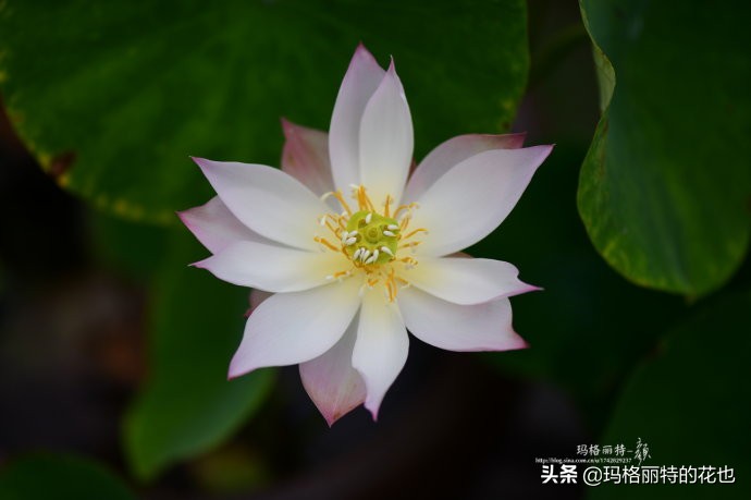 我的碗莲种子,碗莲的种植方法新手必看