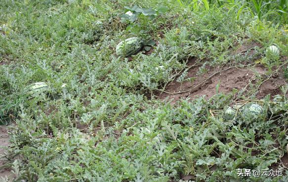 种植西瓜需要什么土,种植西瓜要沙地还是泥地