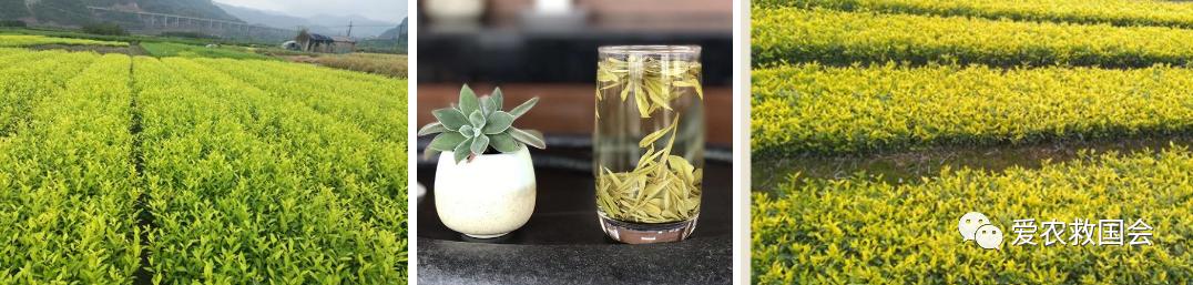 茶叶微信营销策略有哪些,新零售茶叶运营模式有哪些优势