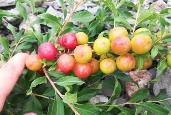 新疆一种跟康熙有关系的水果,康熙国宝级水果