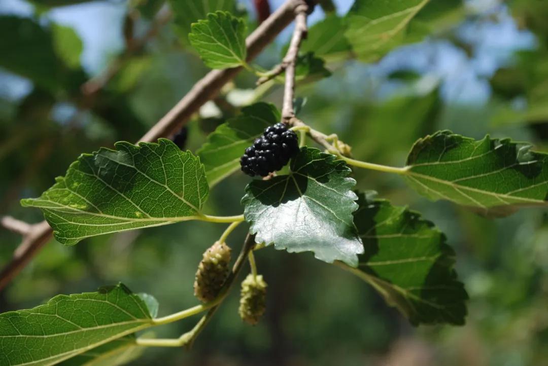 硬核整理!高清中药教材原植物彩*图色**谱(四期)