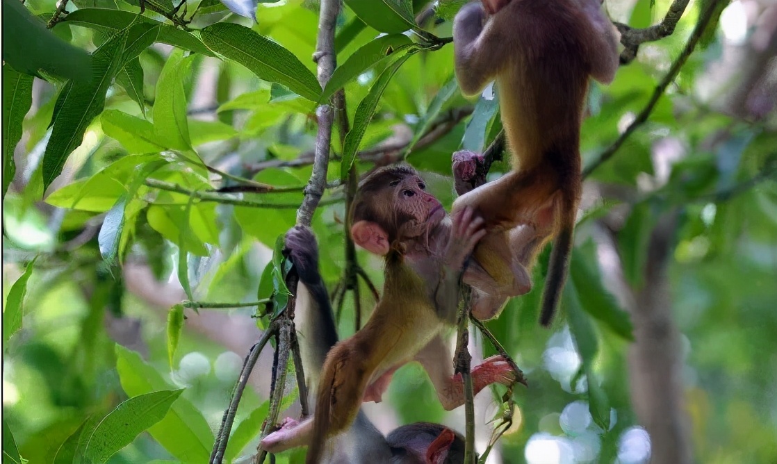 海南1号旅游公路,海南中国公路