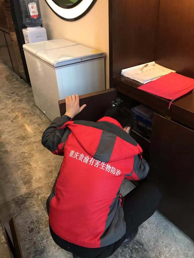 贵阳市靠谱正规杀虫灭鼠公司,重庆专业灭鼠灭蟑螂杀虫