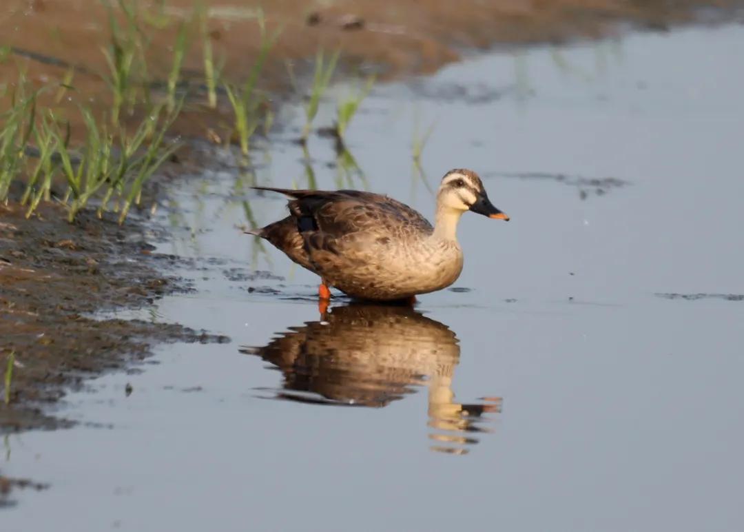 涂上黄色的“润唇膏”，TA就是野鸭中最靓的仔