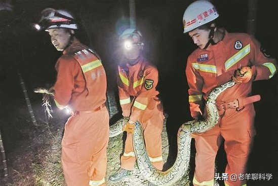 遇到大蟒蛇的自救方法,碰到大蟒蛇怎么自救