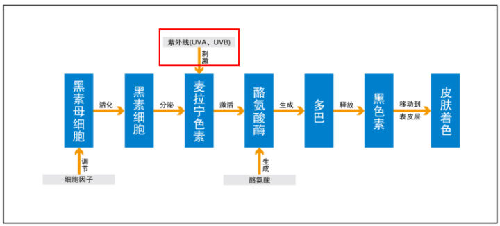 夏天晒黑怎么恢复美白,夏天晒黑了怎么快速变白