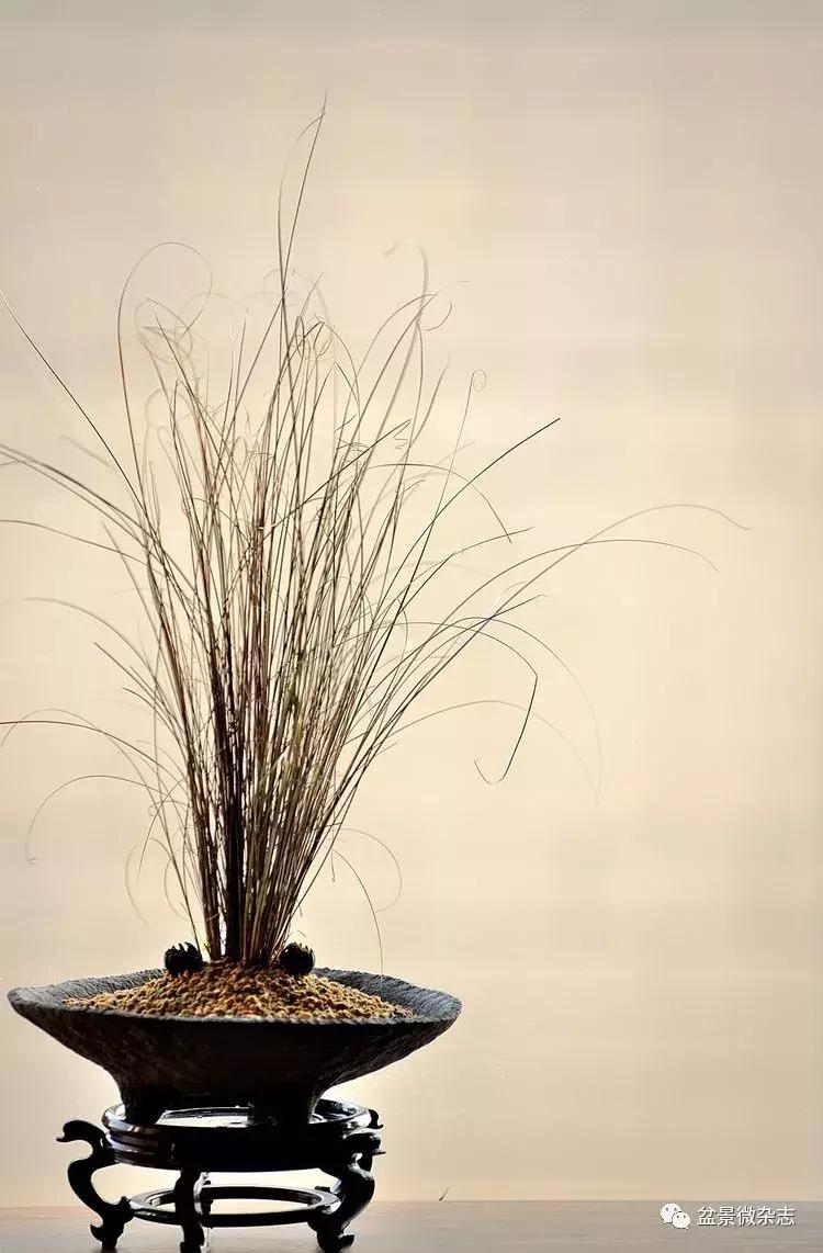 盆景艺术欣赏视频大全,盆景万象盆