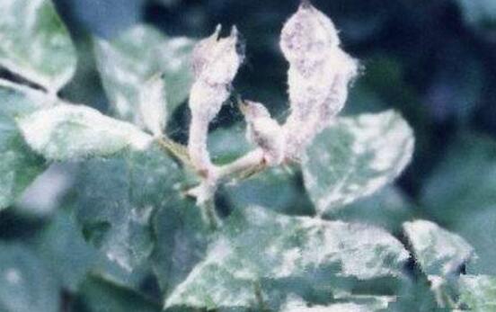 蔷薇花叶子发黄的原因和处理办法,蔷薇花叶子发白怎么办