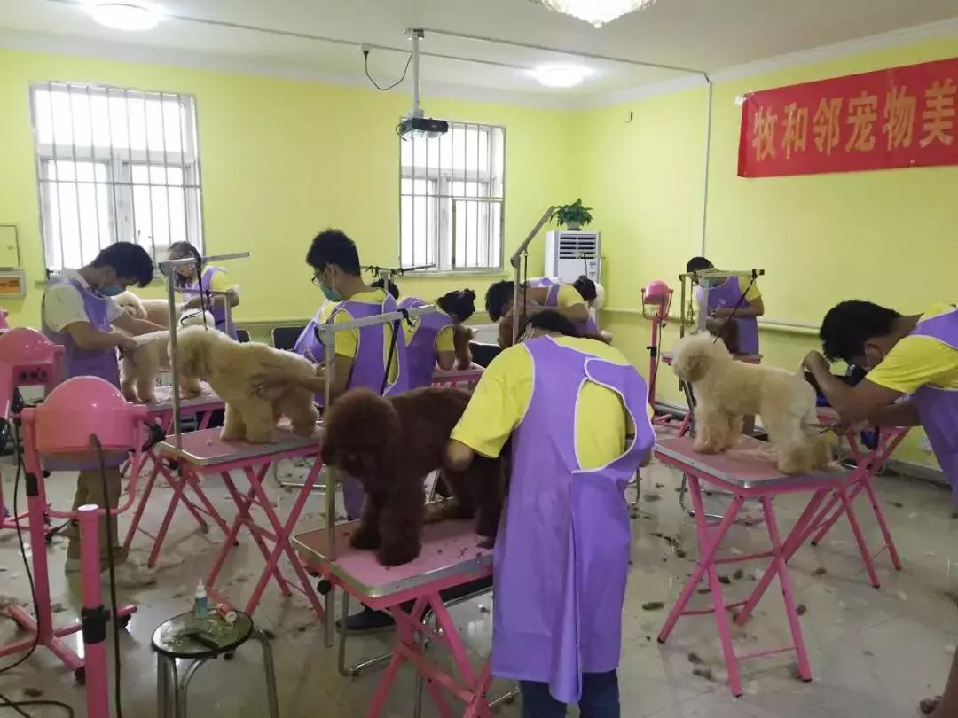 宠物店如何一年内赚到100万,宠物店如何业绩翻倍