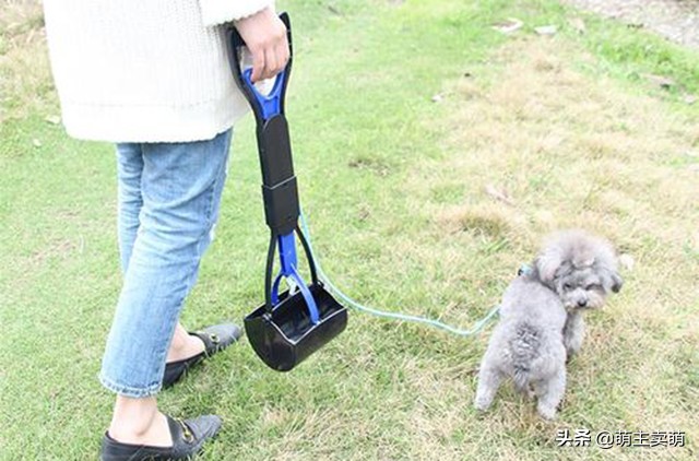 为什么狗狗拉的屎是黄白色的,狗狗绿色便便怎么办