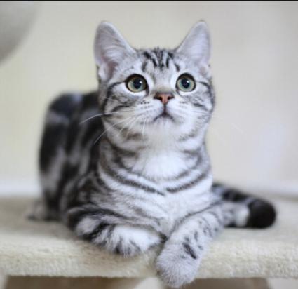 养猫新手怎么选猫,养猫新手怎么选粮