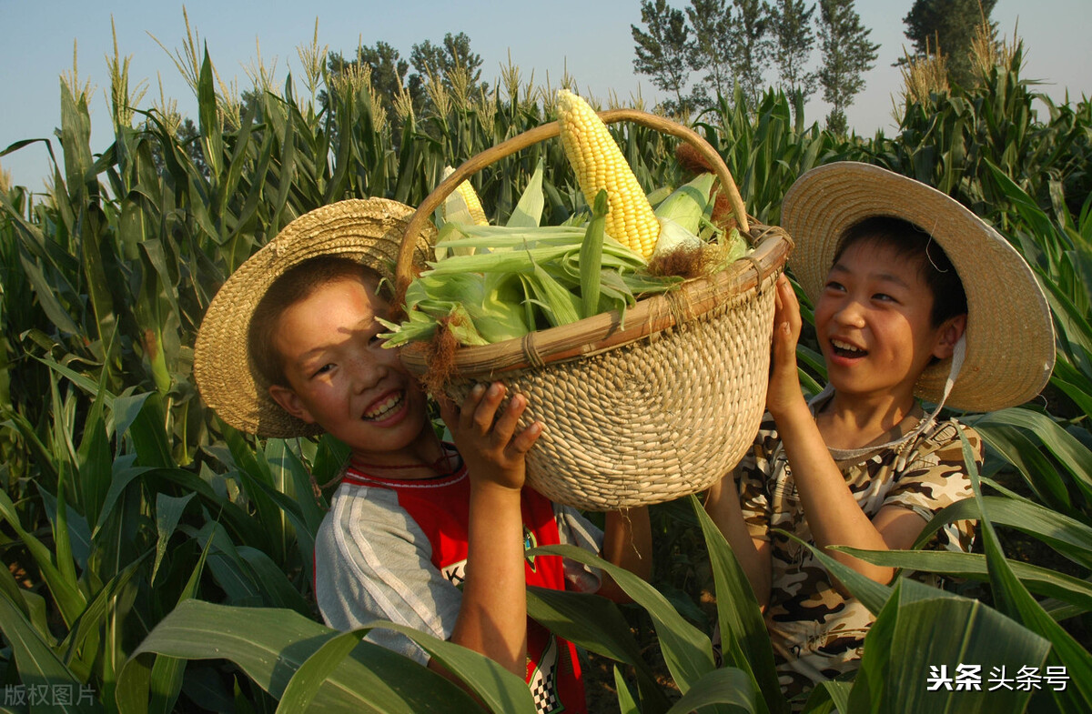 收玉米一万多元小型收割机,东北收割机收玉米多少钱一亩