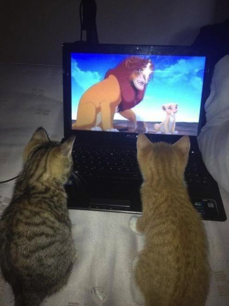 猫的眼睛里有星辰,猫的眼睛有什么有趣的事情