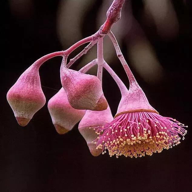 桉树风景图片,西澳桉树花