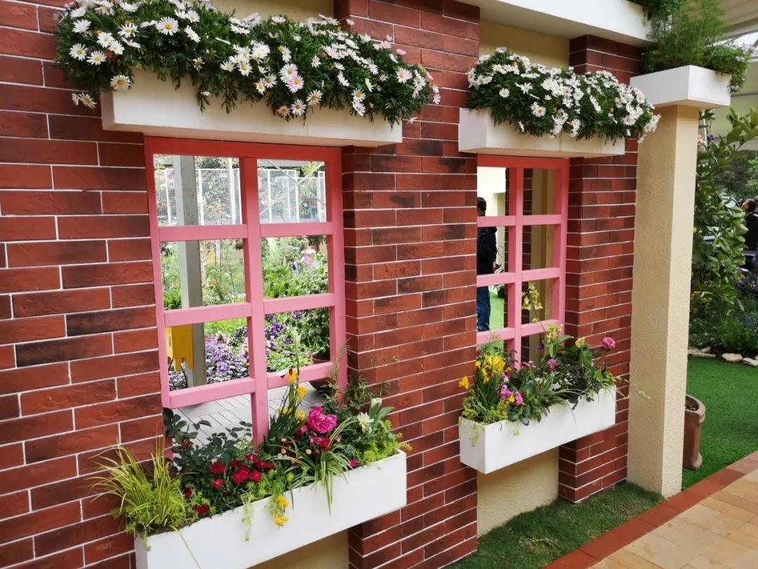 这个花展上的新优品种，为什么这么美？