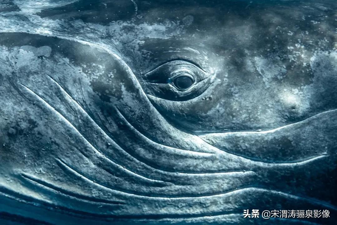 ipa国际动态摄影大赛获奖作品,2020年ipa摄影奖获奖作品