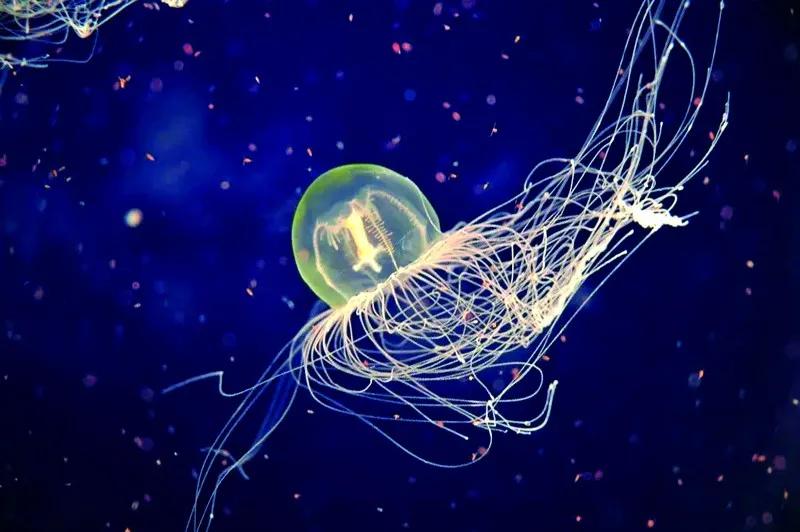 原来那片荧光海是真的存在的,荧光大海