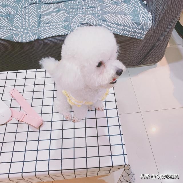 比熊犬爱叫该怎么办,比熊狗爱睡觉怎么回事