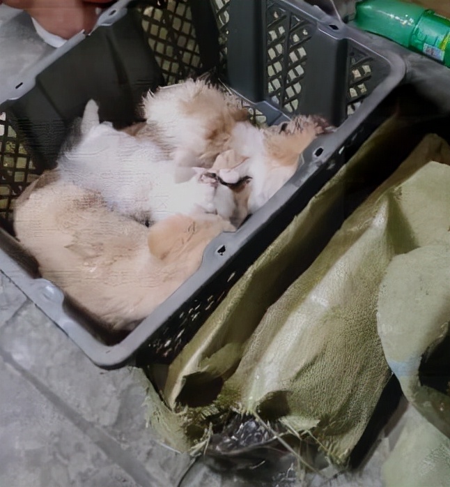 潘多拉拆盒,入坑百宝箱