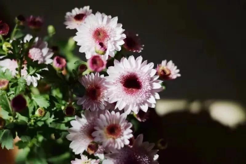 向来缘浅奈何情深啥意思,向来缘浅怎奈何情深伴奏