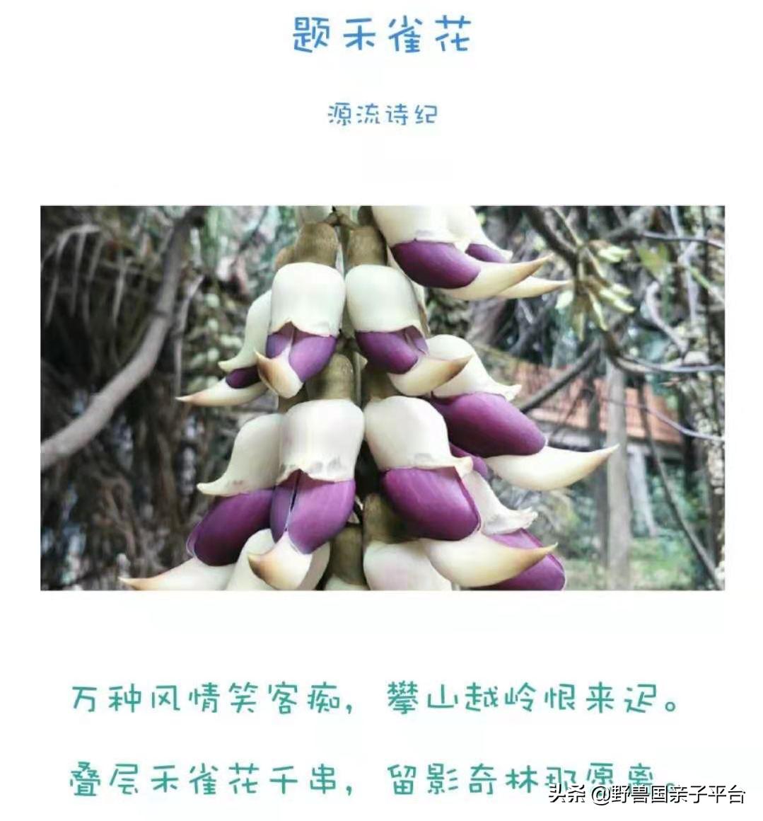 春天的花真的很美丽让人向往,春天的花也太美了