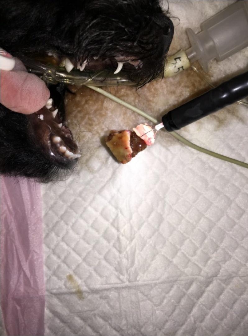 狗狗流鼻涕咳嗽干呕怎么回事,狗狗辟谣的正确方法