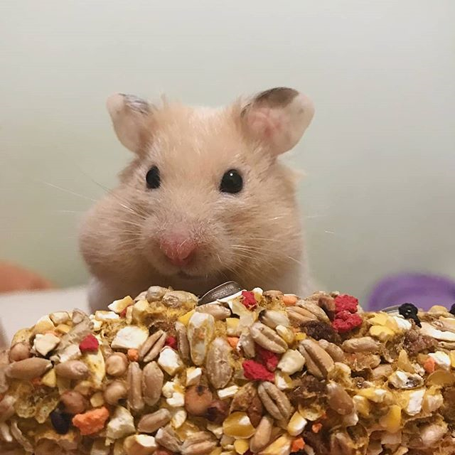 仓鼠想喝水怎么喂它吃食,仓鼠的生活习性和吃食