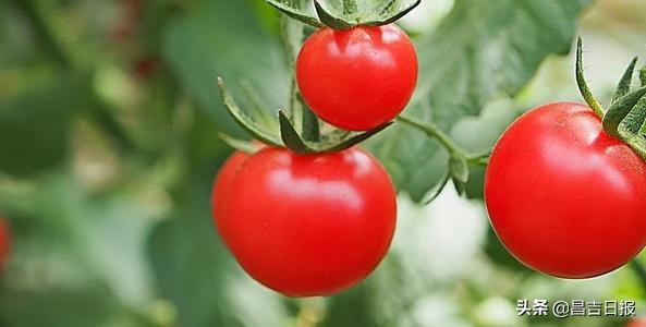 昌吉中粮屯河番茄有限公司,中粮屯河番茄厂发展怎么样