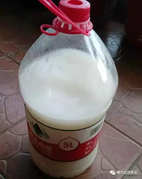 淘米水养鱼有什么效果,淘米水浇什么最旺