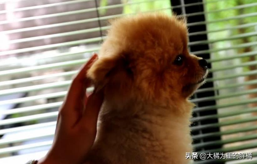 如何宠爱博美,博美要怎么教才听话