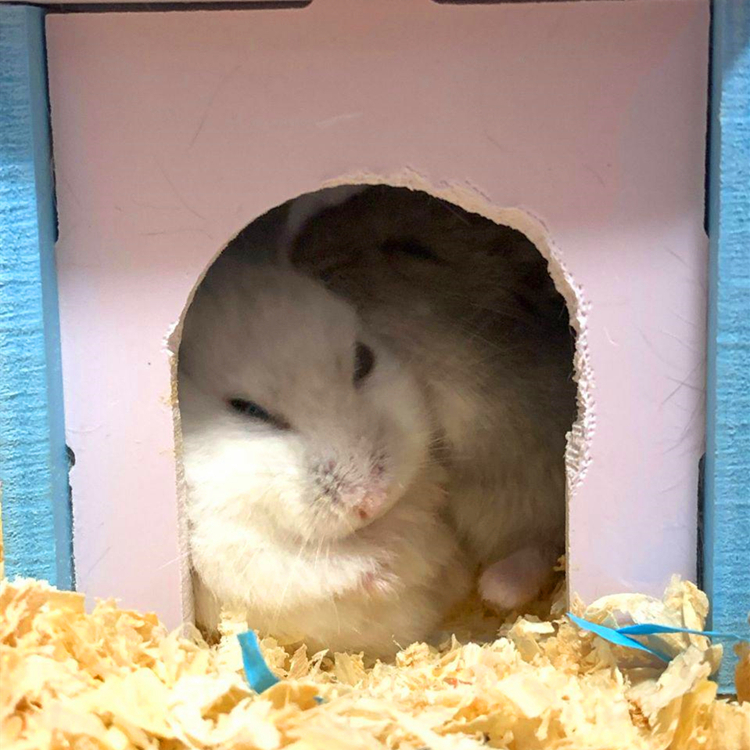 仓鼠从多大开始有领地意识,小黑仓鼠第一次成为鼠王