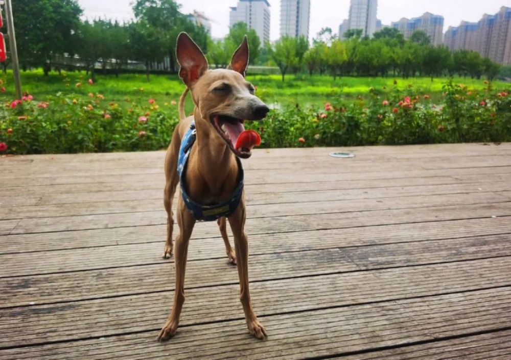 最近几天点赞最高的短视频,全国点赞最高的10个视频