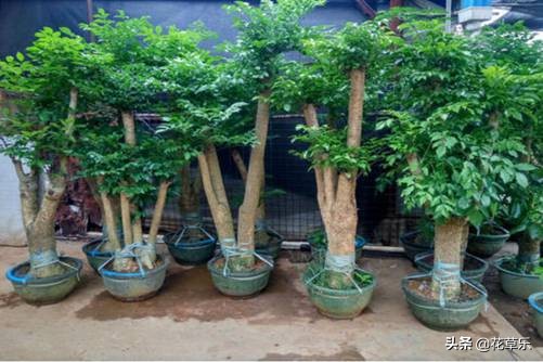 幸福树长虫子用什么药好得快,幸福树长虫子怎么修剪