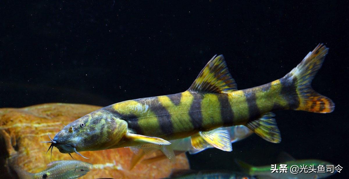 长江保护鱼类,有关长江鱼类资源保护