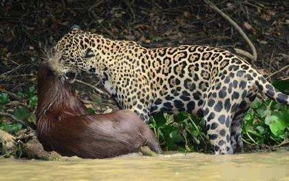水豚为什么被称为动物中的交际花,水豚是动物界公认的老好人