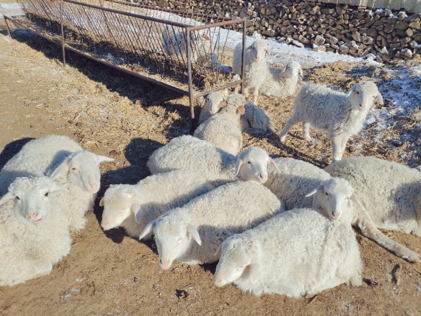 又到遛茬季节,羊吃玉米或者黄豆胀肚、中毒怎么办?兽医告诉你