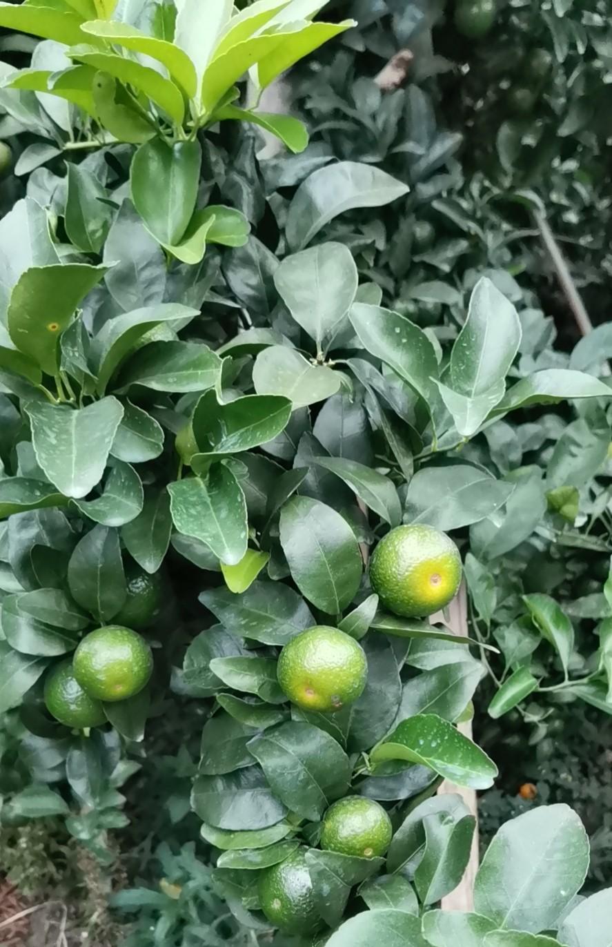 到底什么时候打着色剂好？用了几年的果农告诉你，实际效果如何