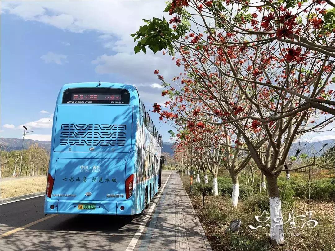 西昌春天一定不能错过的美景,不来黄山你永远不知道有多美