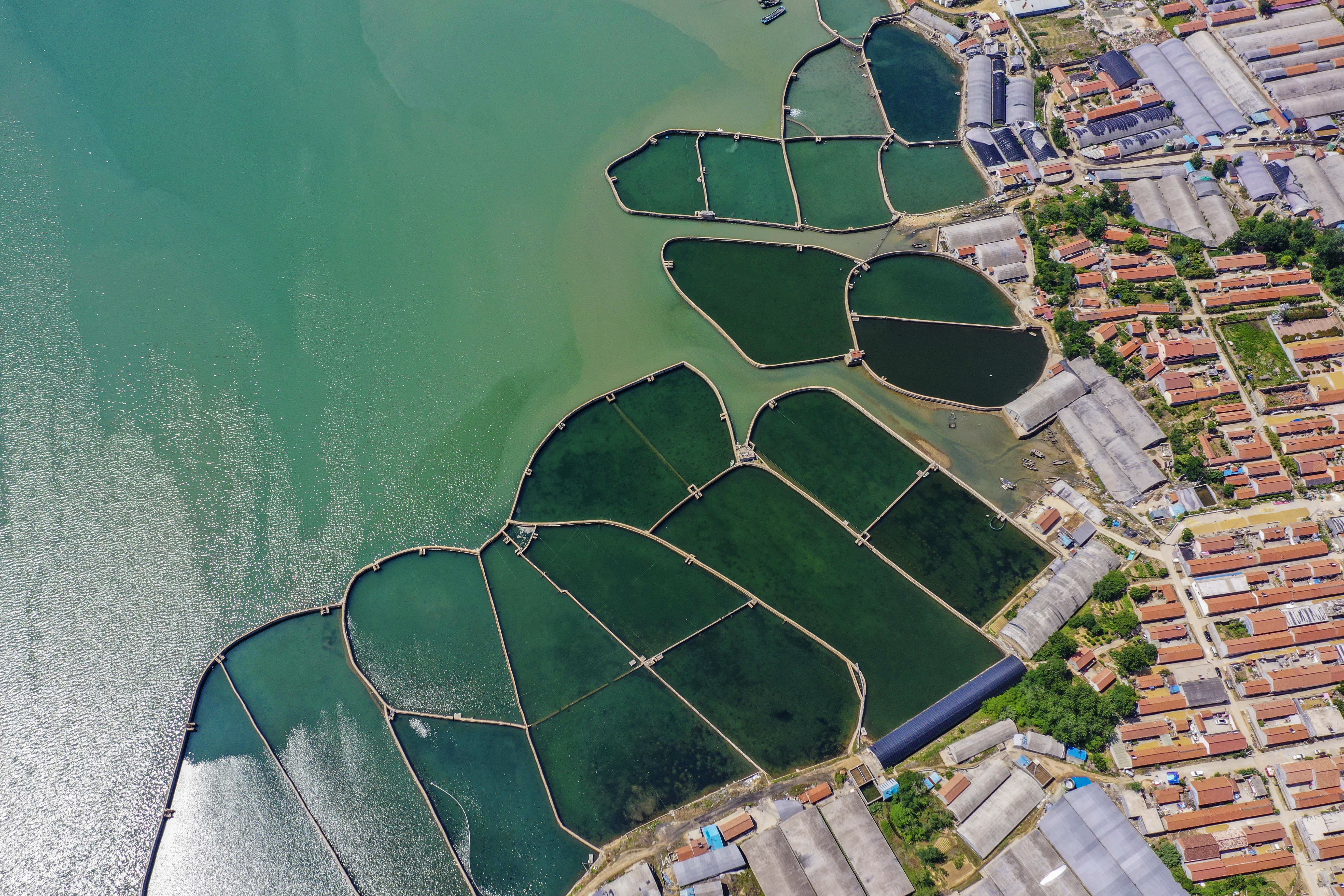 大海蔚蓝簇拥着的贡口村，灵动着纯美，播养海参和剥扇贝别具风情
