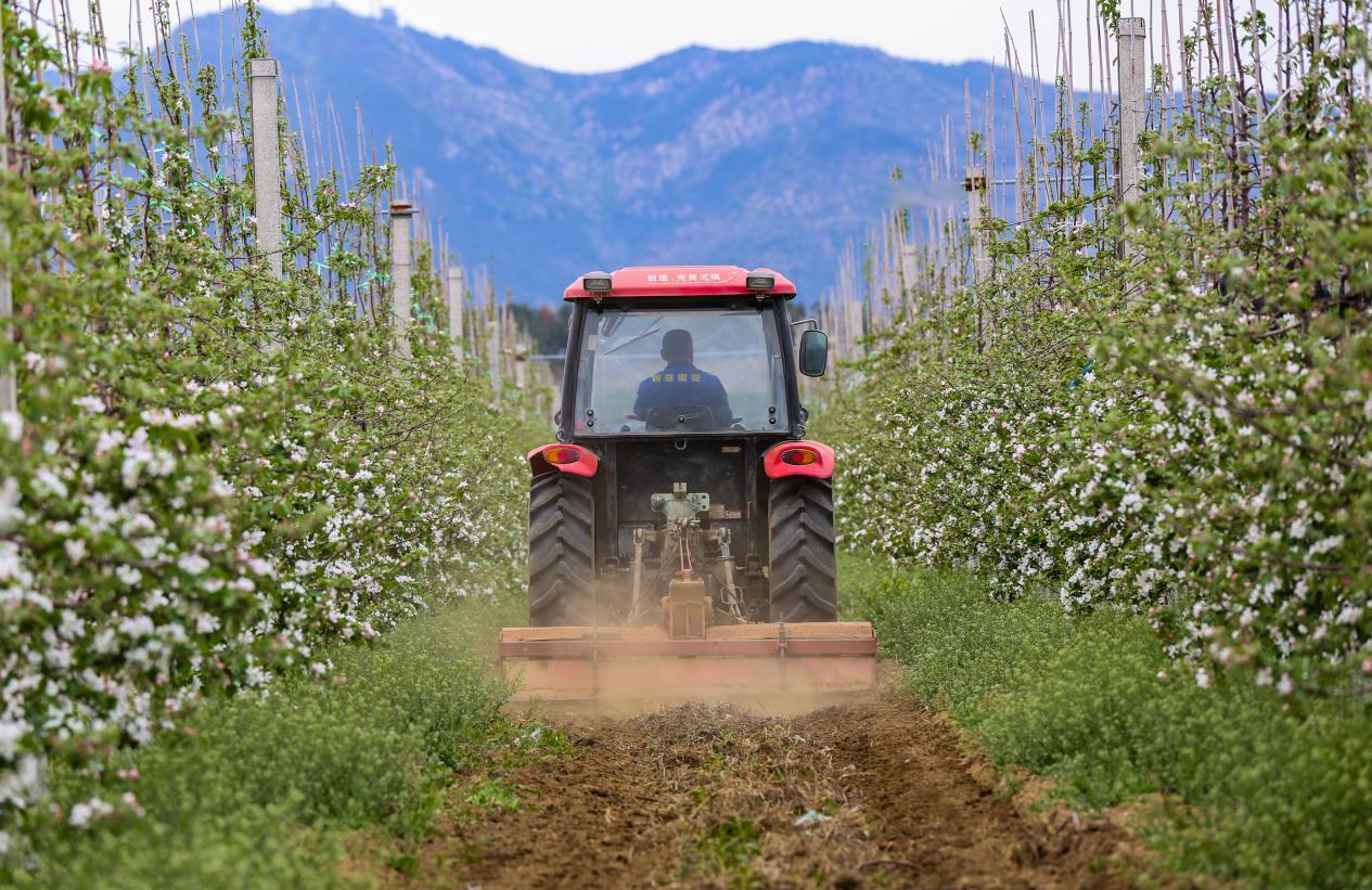 85鍚庢捣褰掔棿杩风鑻规灉,灞变笢85鍚庡皬浼欑棿杩风鑻规灉