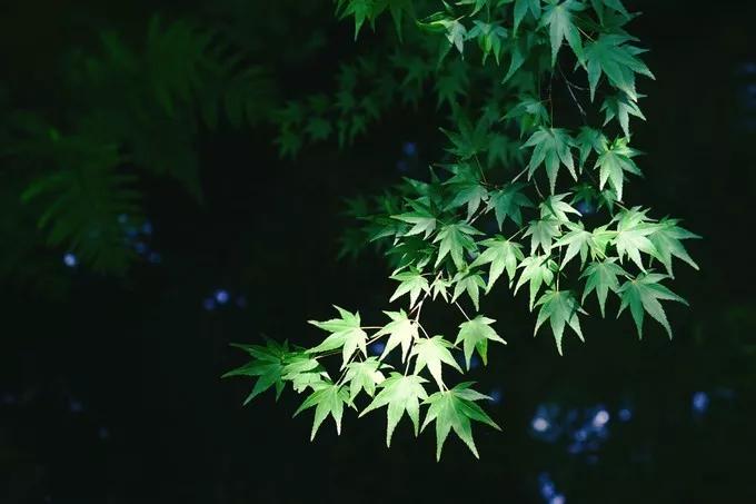 不一样的大阪三日游，瑠璃一束光，值得一来再来