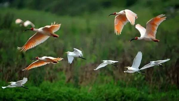 中国赠送日本最珍贵的动物，并非大熊猫，帮助日本皇室摆脱尴尬