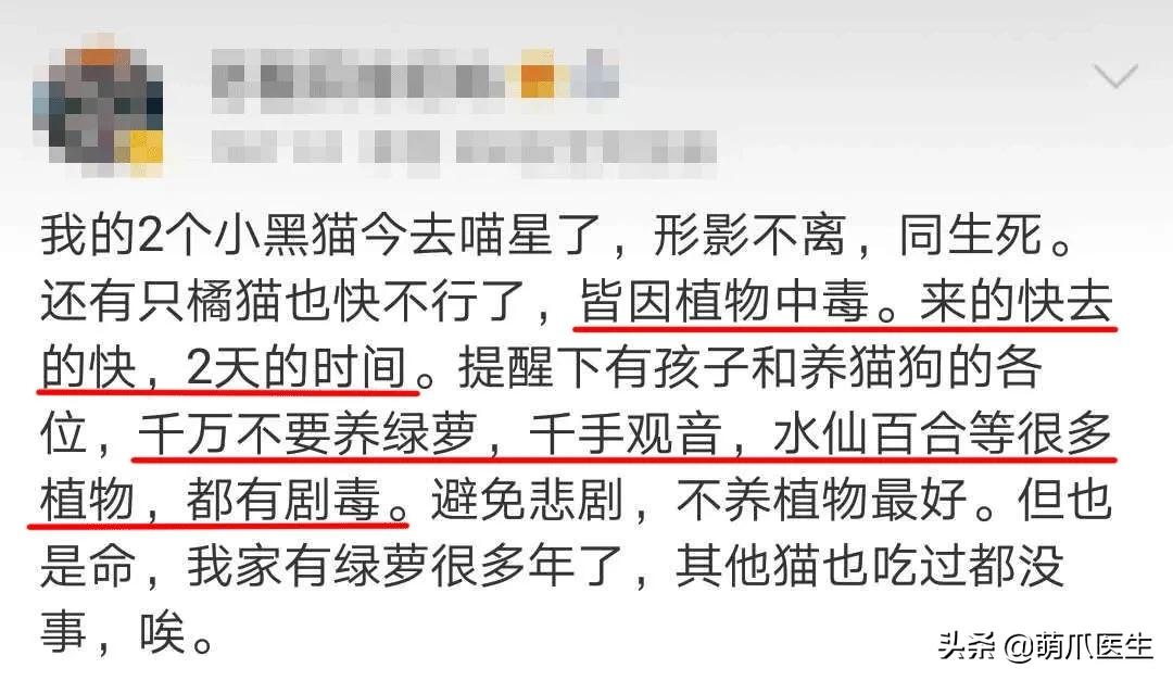 家有萌猫，千万别养这些花草！！