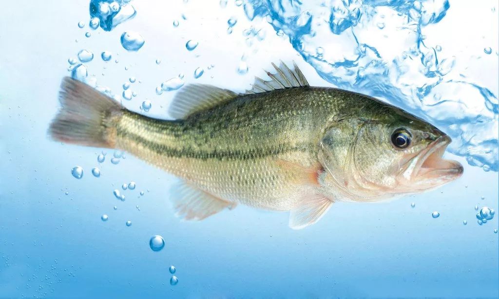 荣成哪种海鲜最值得信赖,荣成海鲜市场最大的螃蟹有多大