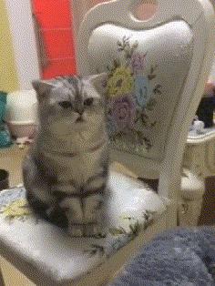 你根本不知道，养只猫有多幸福！