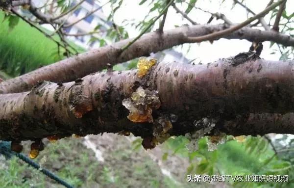 桃树流胶病症防治,桃树流胶病咋治